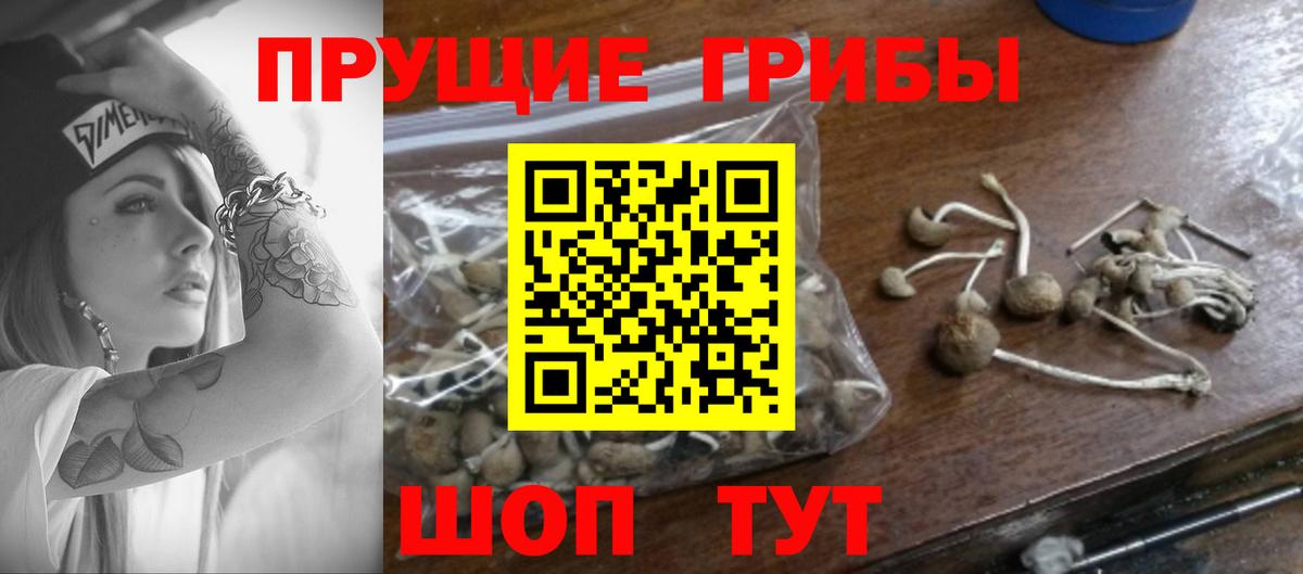 Галлюциногенные грибы Psilocybe  Вход с VPN  Полевской 